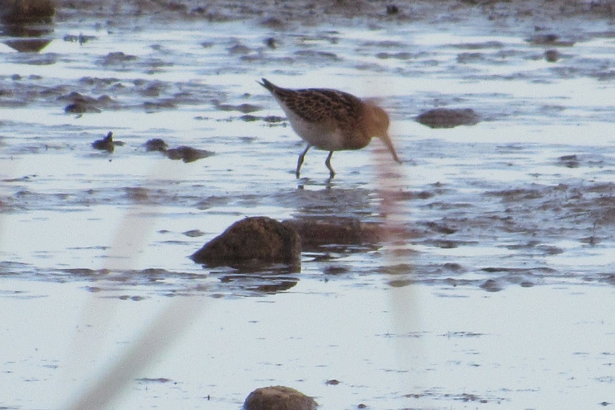 Pectoral Sandpiper - ML116352331