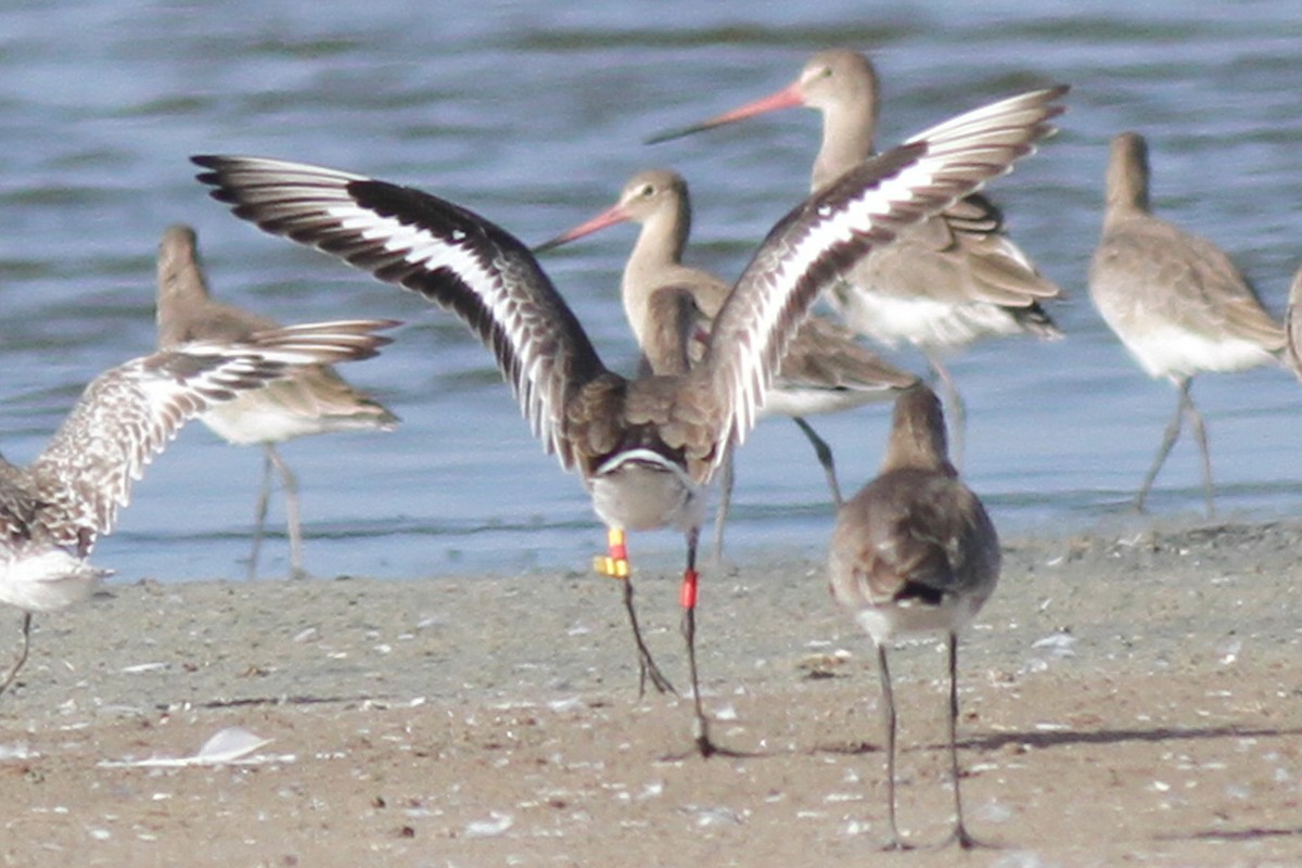 Black-tailed Godwit - Benoit Maire