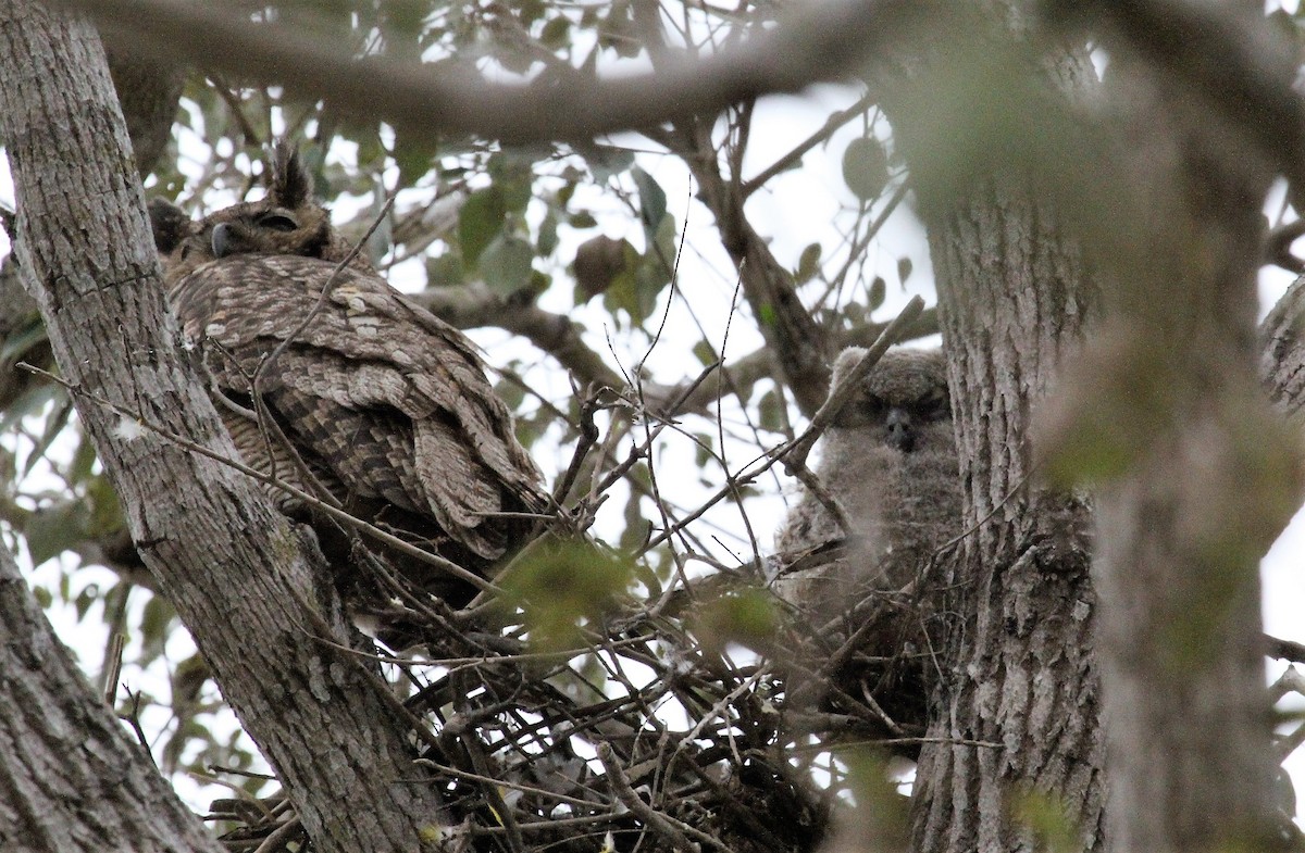 Great Horned Owl - ML116353431