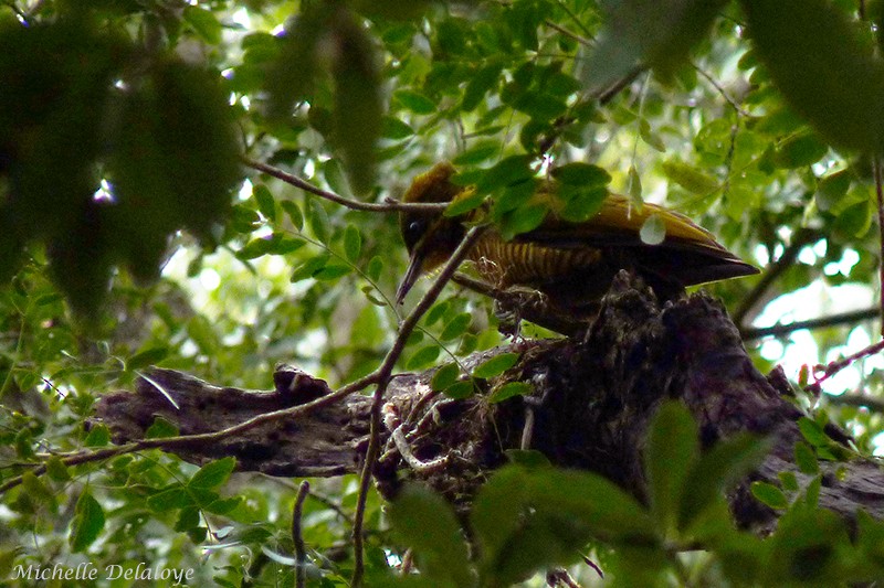 Golden-green Woodpecker - ML116354791