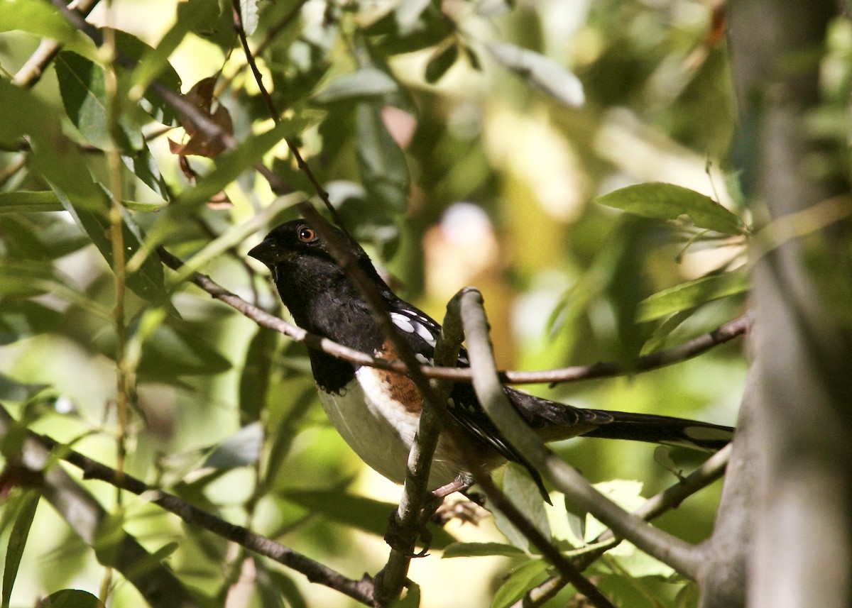 Spotted Towhee - ML116355491