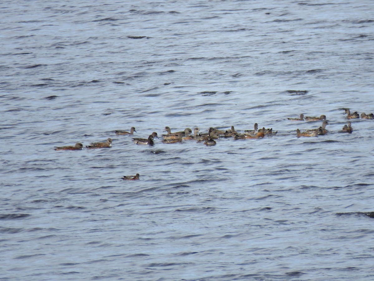 American Wigeon - ML116355911