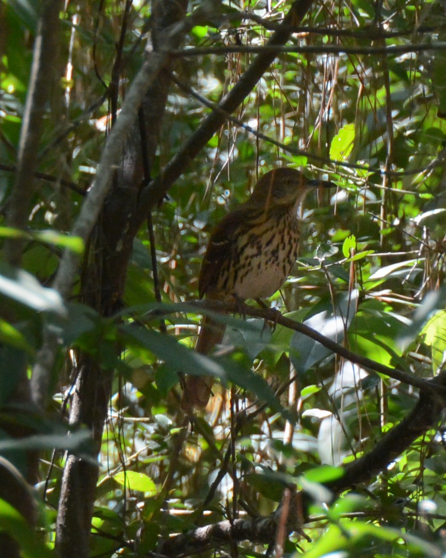 Brown Thrasher - ML116356111