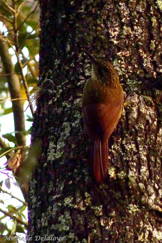 Planalto Woodcreeper - ML116356931