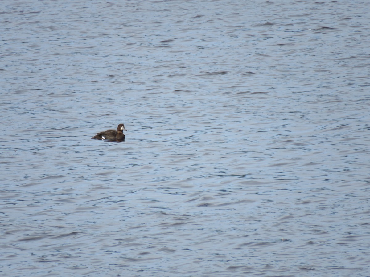 Greater Scaup - ML116357361