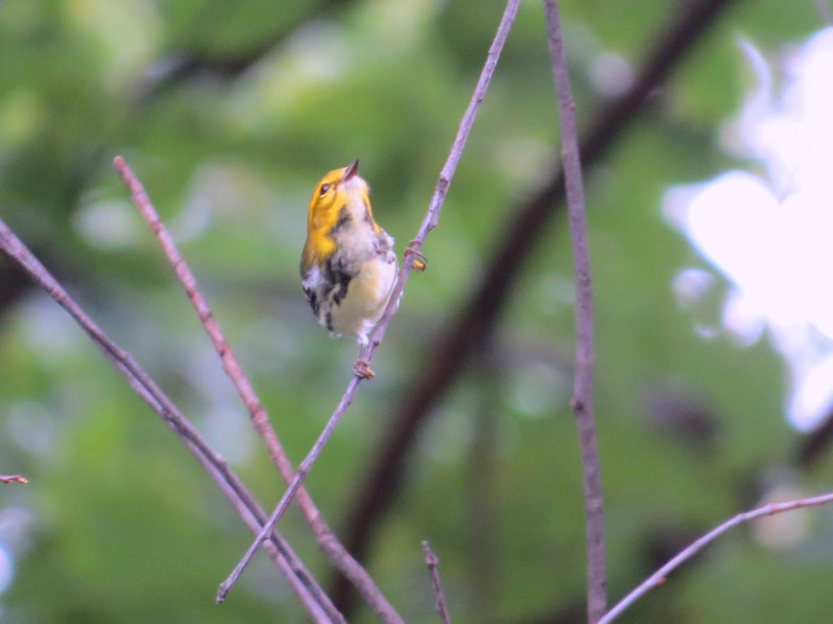 Black-throated Green Warbler - ML116357591