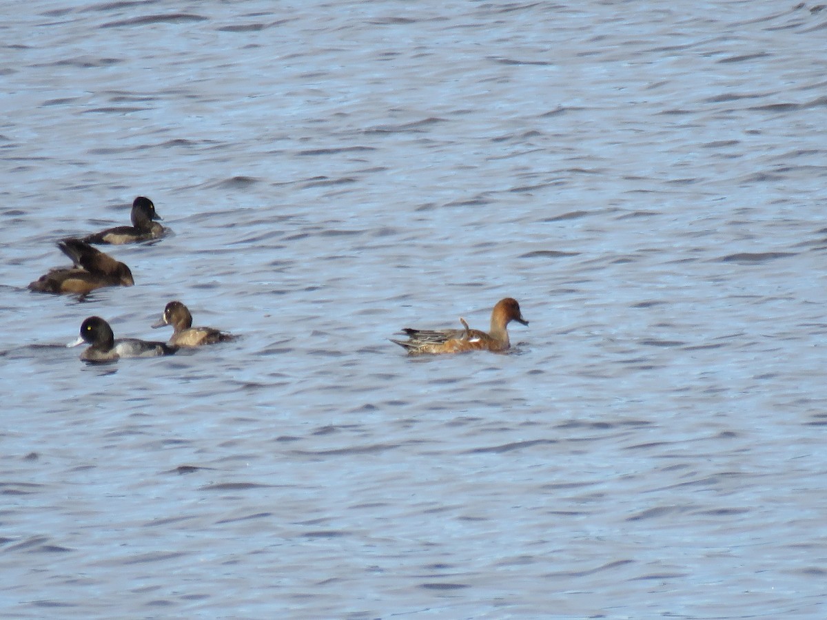 Greater Scaup - ML116357761