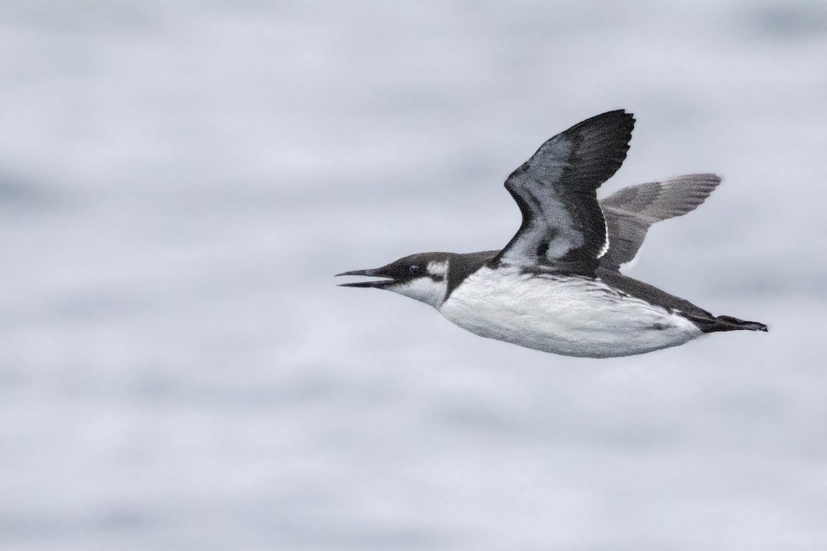 Common Murre - Bradley Hacker 🦜