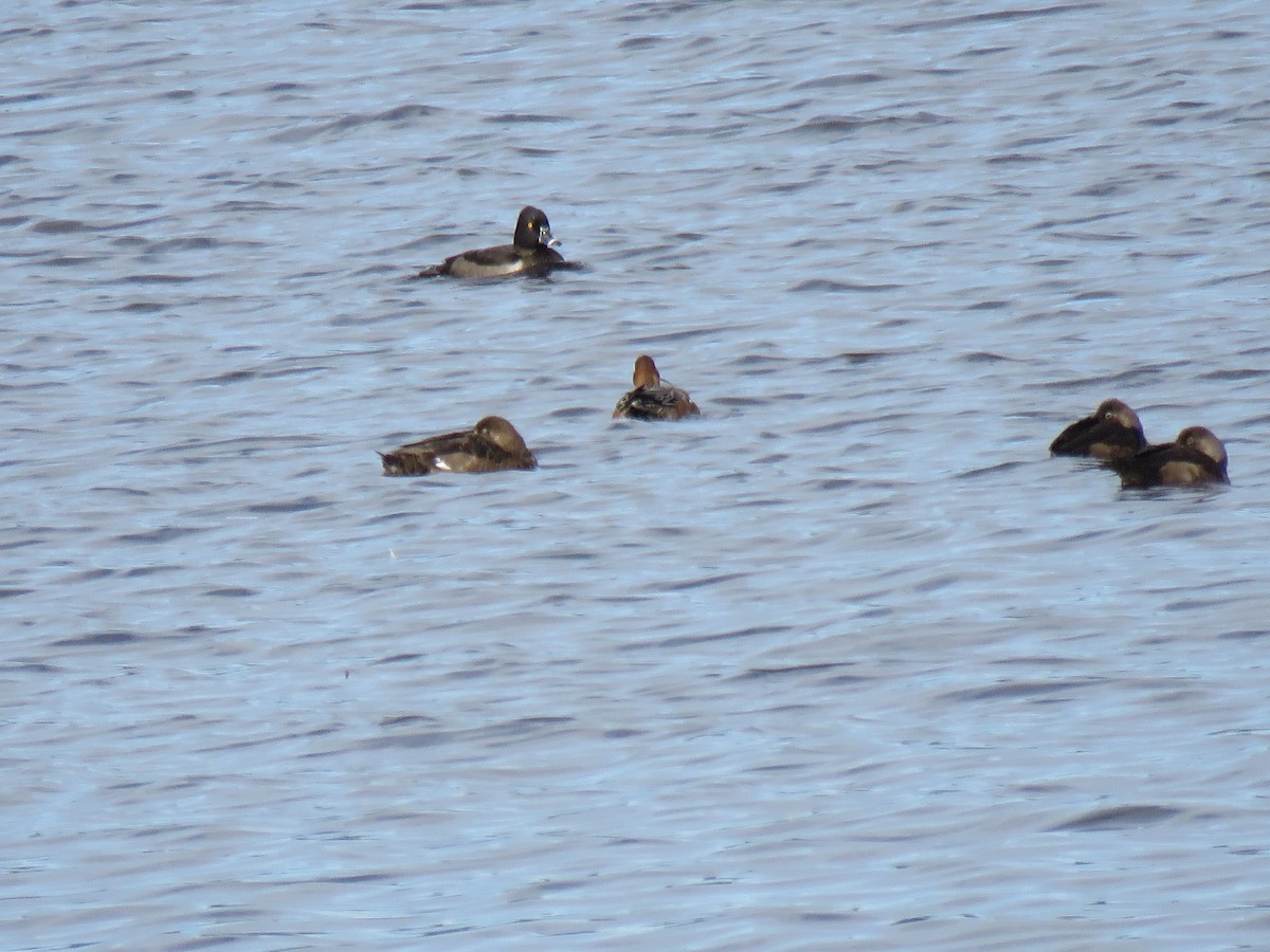 Ring-necked Duck - Janice Flynn