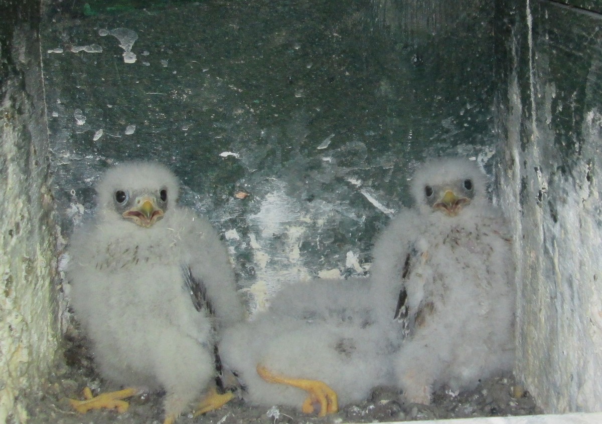 Red-footed Falcon - ML116358621