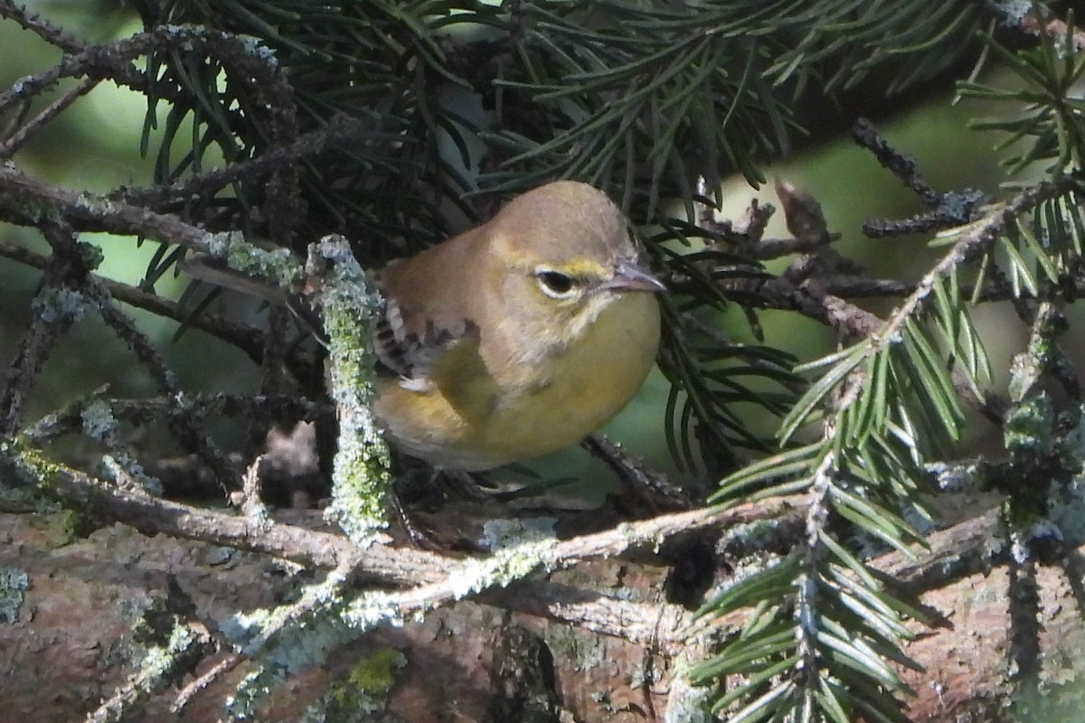 Pine Warbler - ML116359881