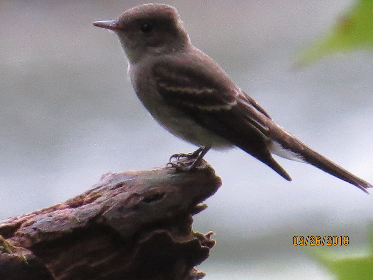 Eastern Wood-Pewee - valerie heemstra