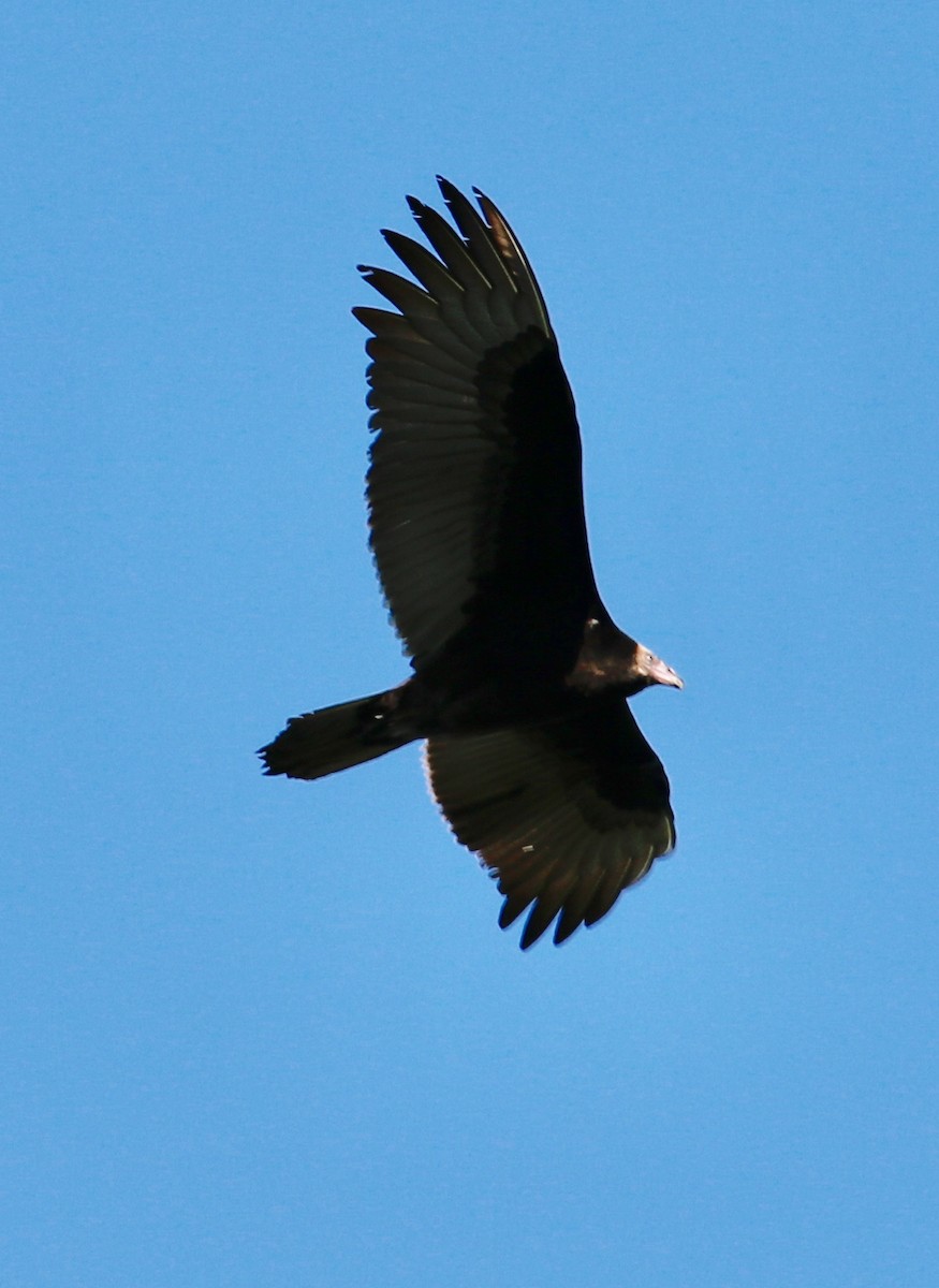 Turkey Vulture - ML116363121