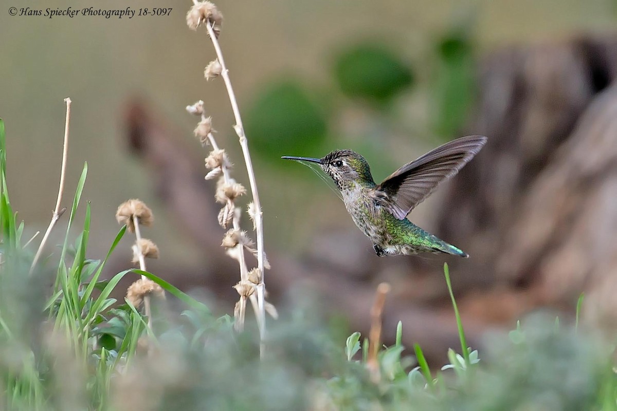 Anna's Hummingbird - Hans Spiecker