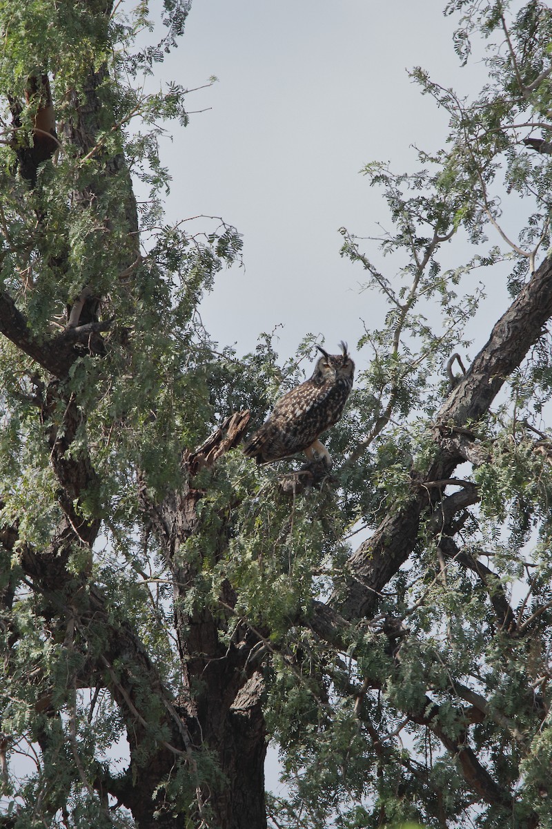 Rock Eagle-Owl - Harshith JV