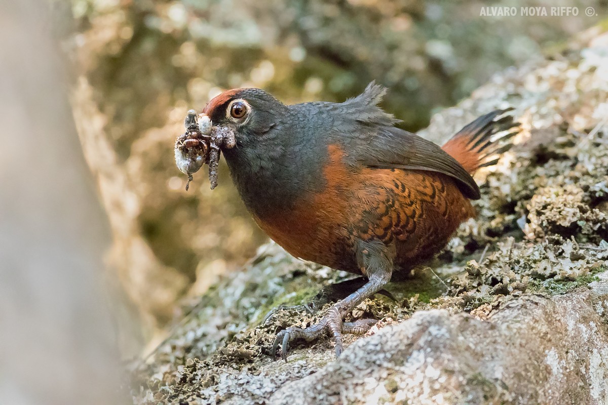 Black-throated Huet-huet - ML116365761