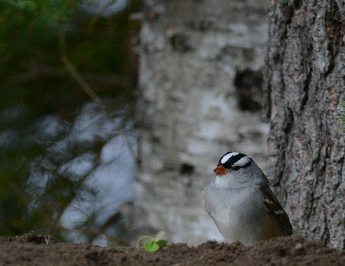White-crowned Sparrow - François Hamel