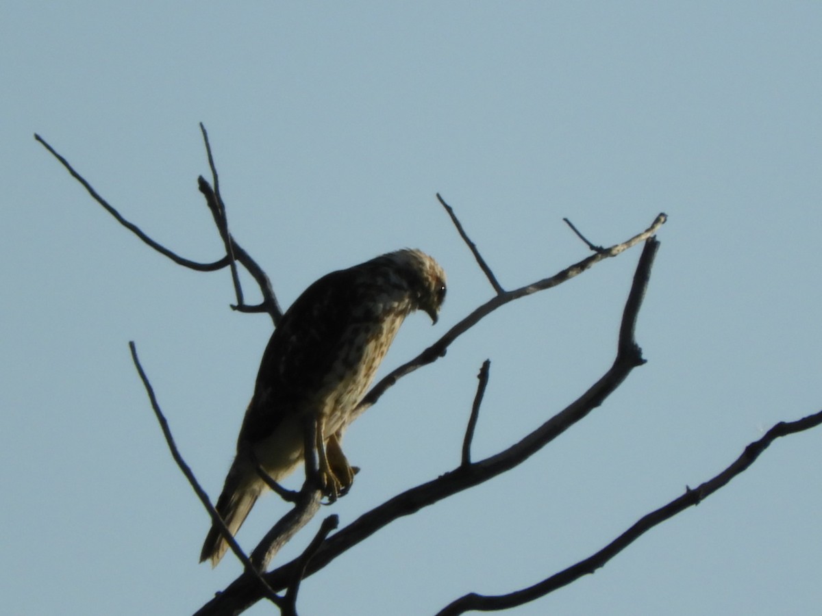 Mississippi Kite - ML116367131