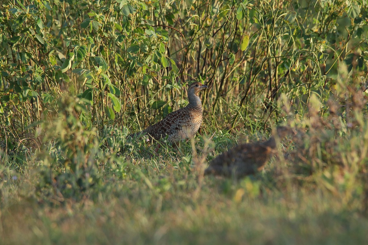 Gray Francolin - ML116367961