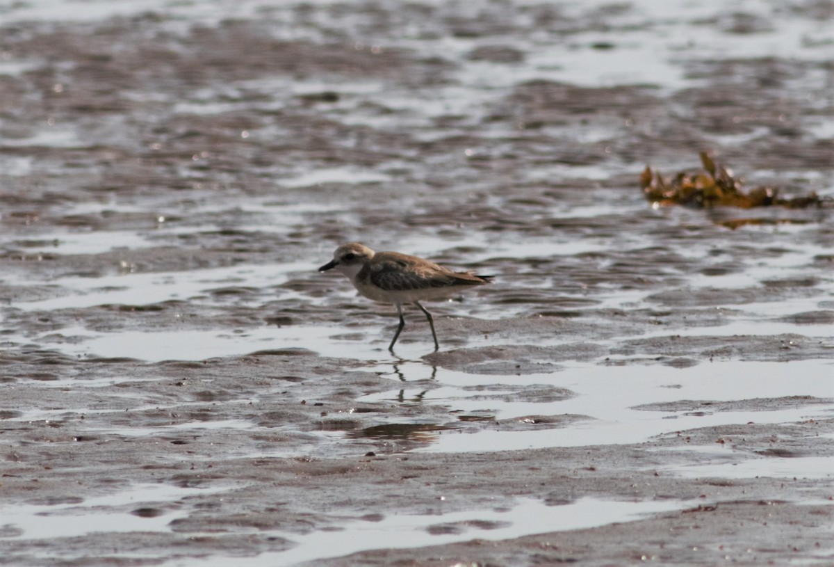 Tibetan Sand-Plover - Alexandre Hespanhol Leitão