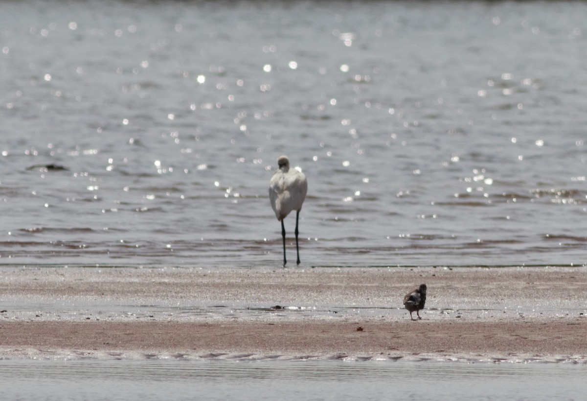 Eurasian Spoonbill - ML116371351