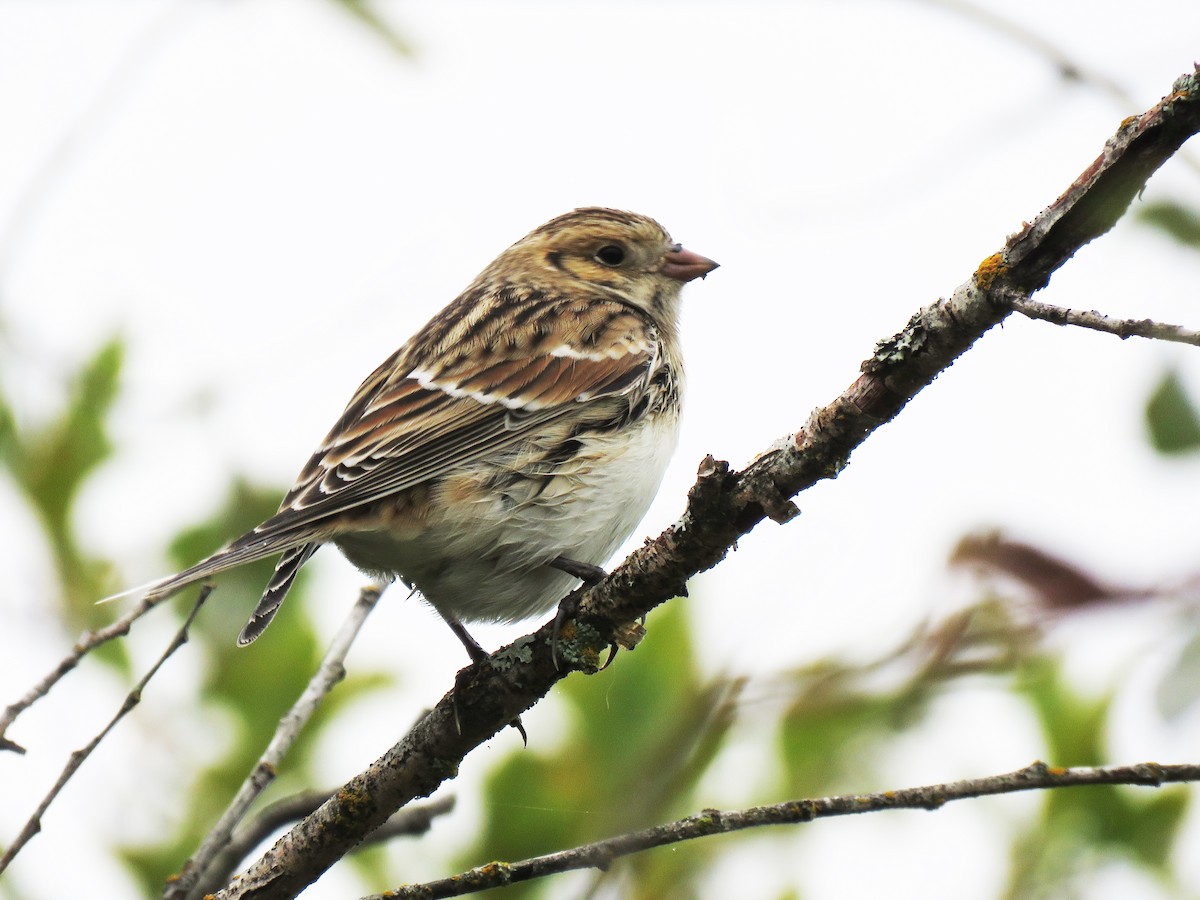 Lapland Longspur - ML116371541