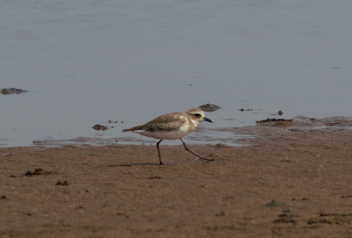 Tibetan Sand-Plover - Alexandre Hespanhol Leitão