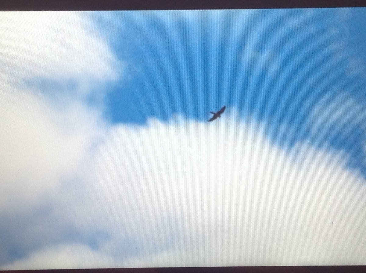 American Kestrel - ML116373171