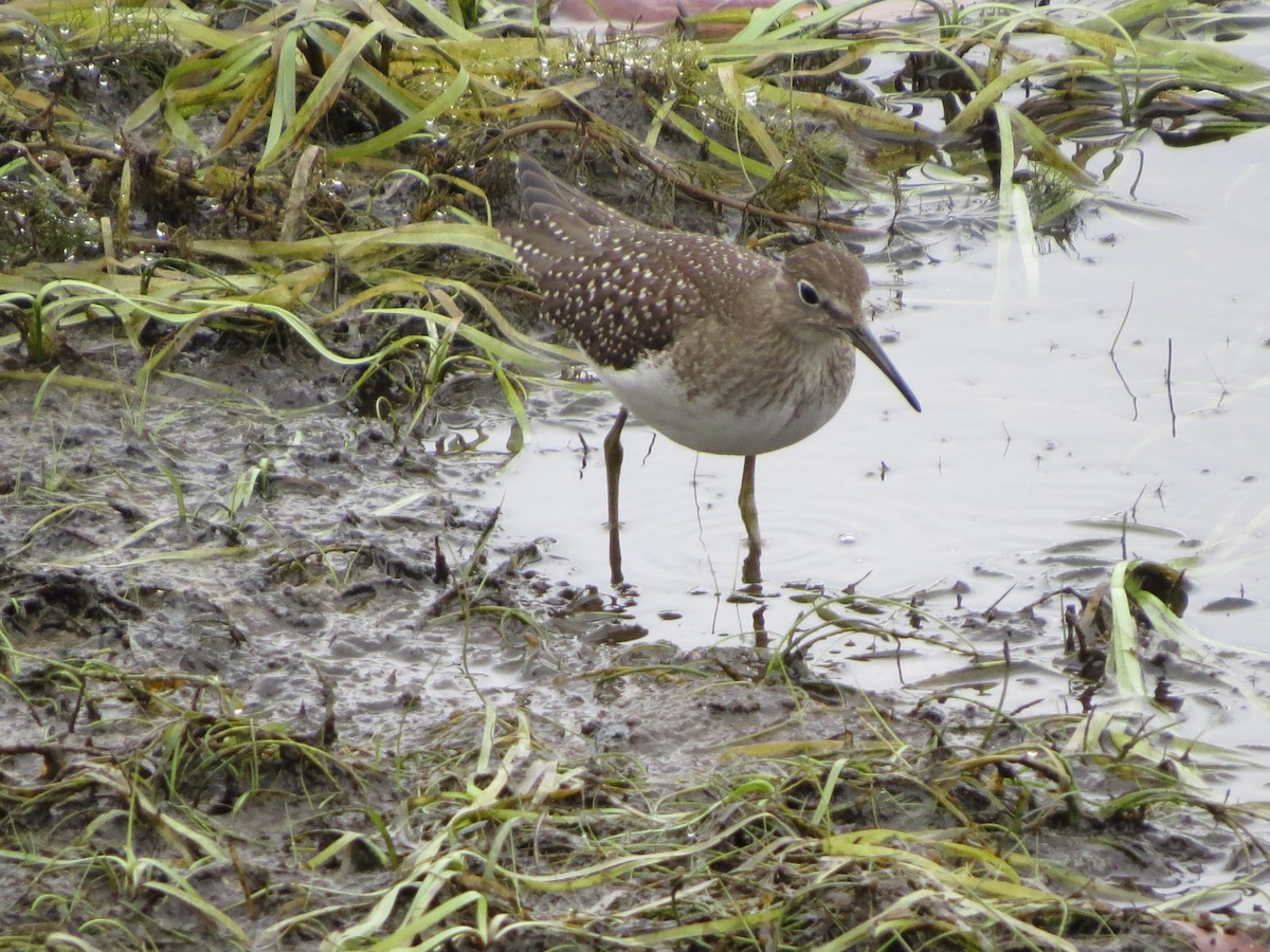 Solitary Sandpiper - ML116373781