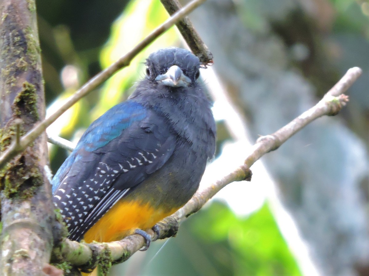 White-tailed Trogon - ML116374671