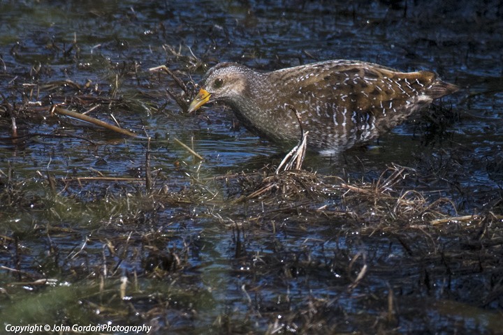 Spotted Crake - John Gordon