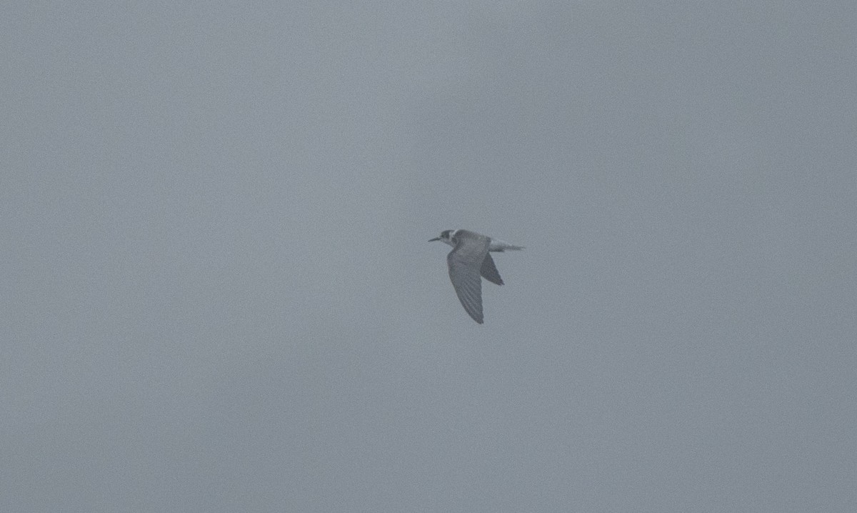 Black Tern - ML116374771