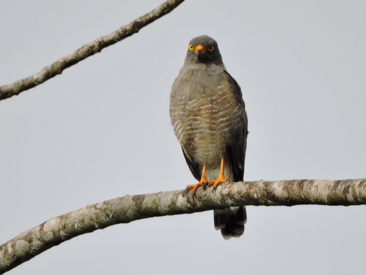 Roadside Hawk - Michael Clay