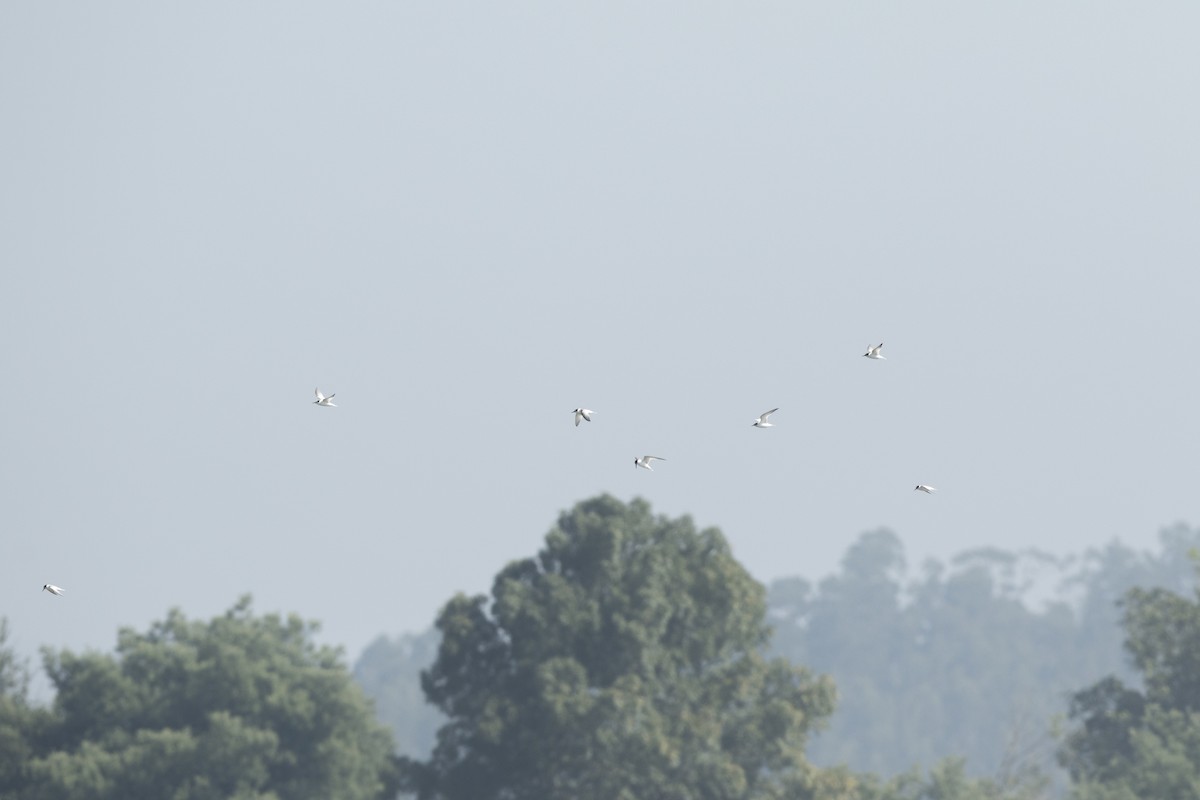 Little Tern - ML116376261