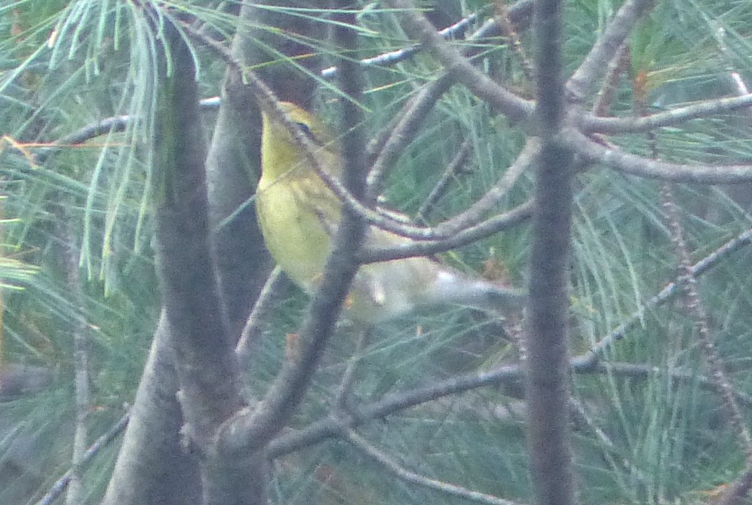 Blackpoll Warbler - ML116378521