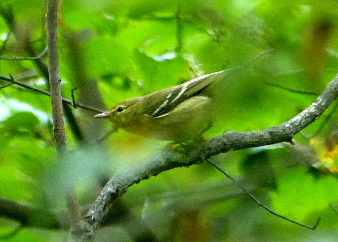 Bay-breasted Warbler - ML116378641