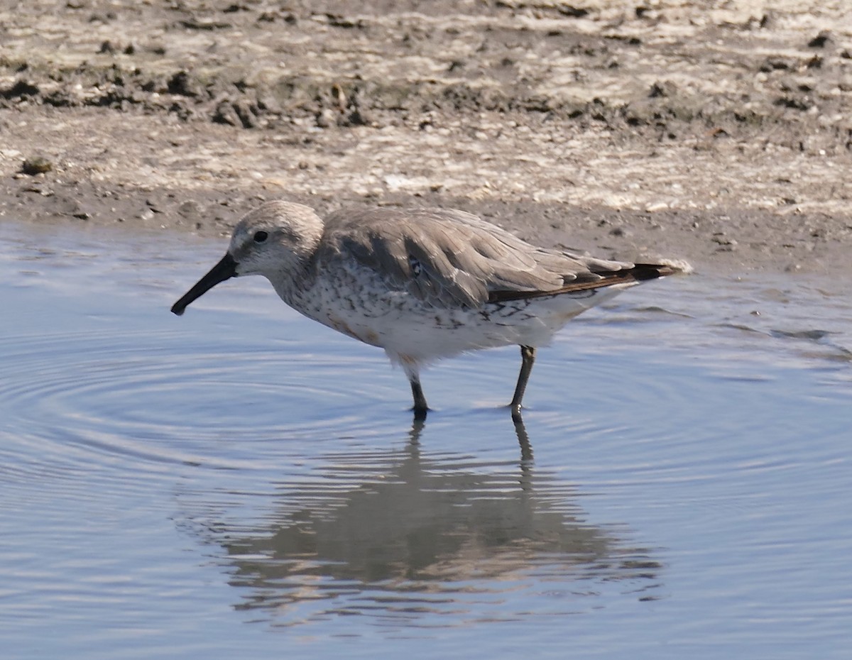 Red Knot - ML116378841