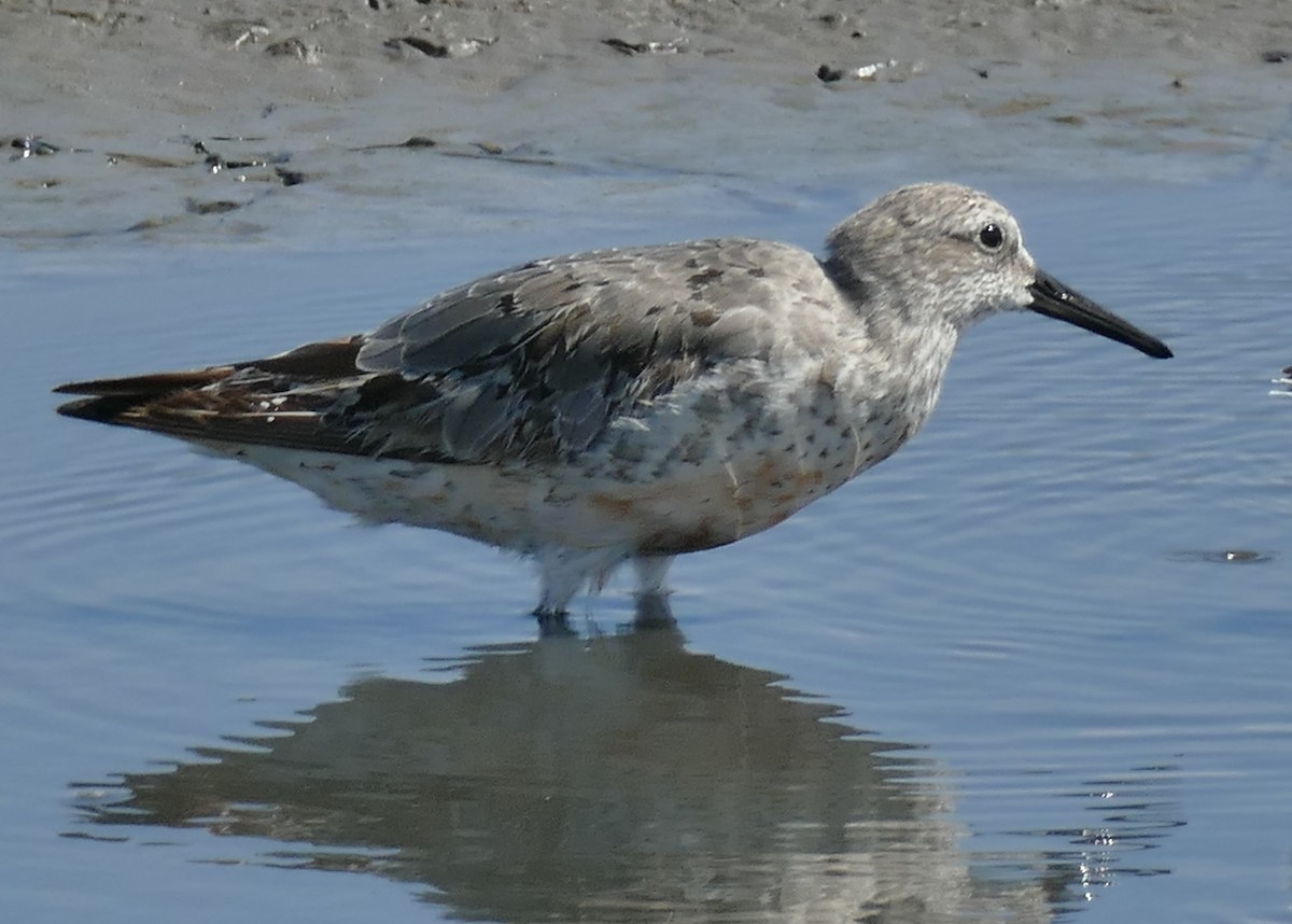Red Knot - ML116378851