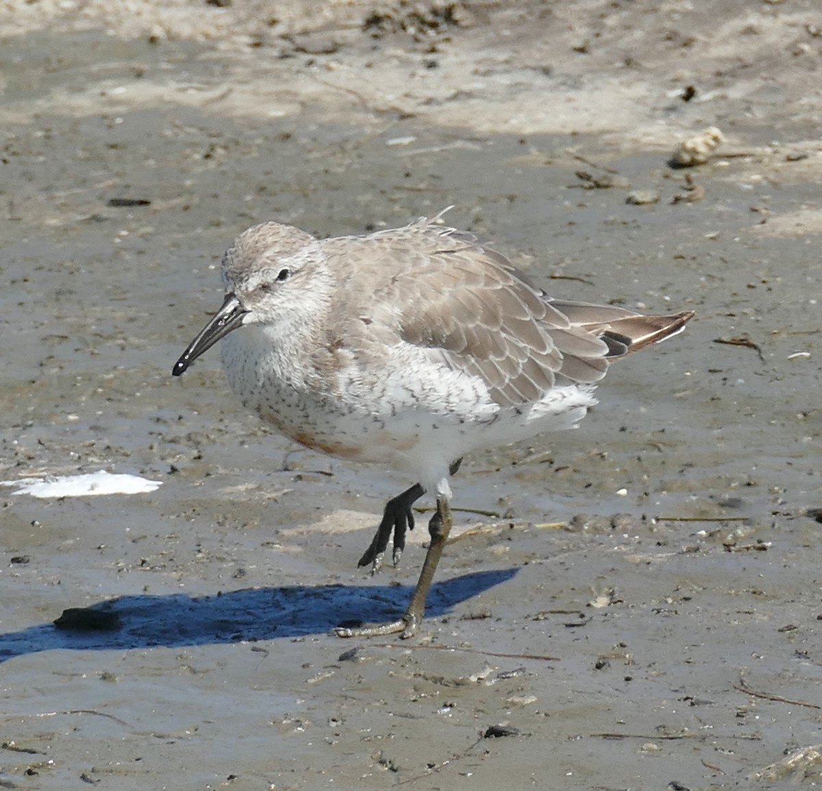Red Knot - ML116378891