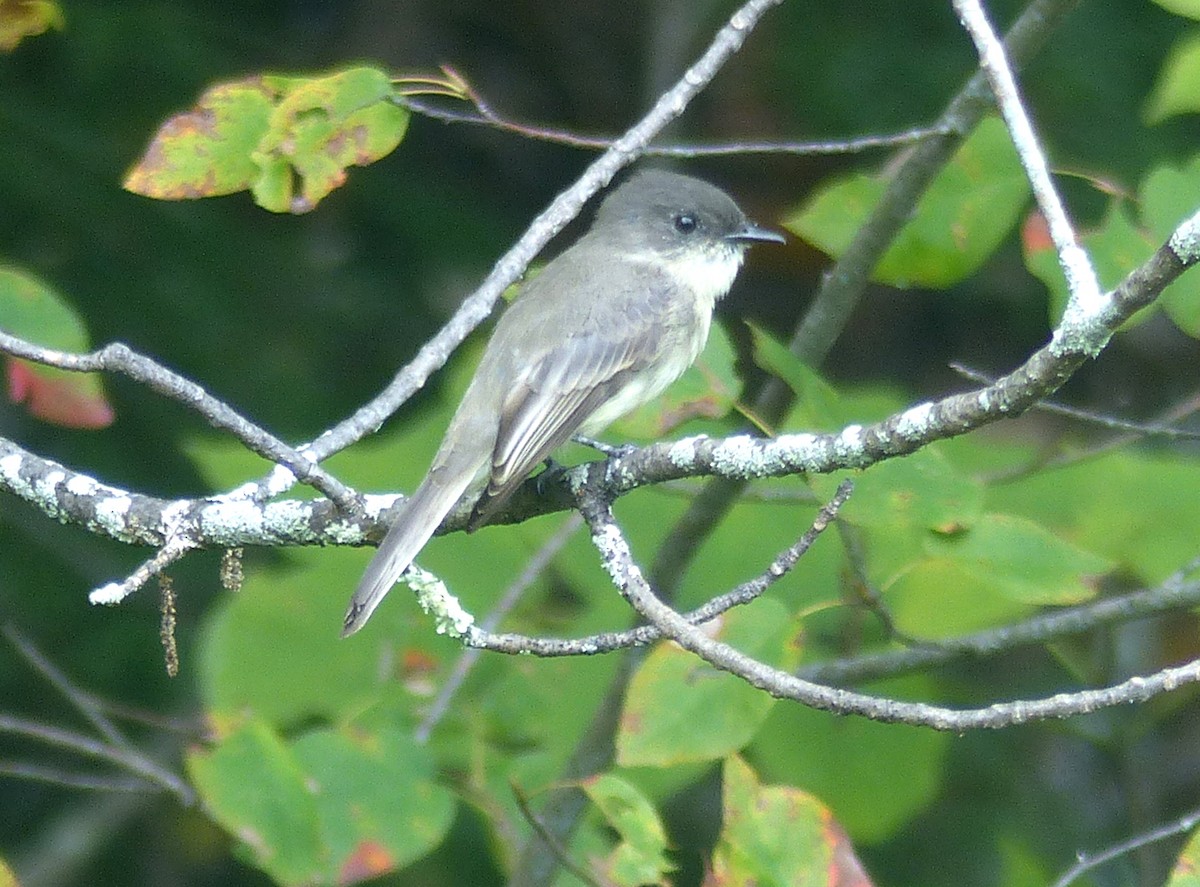 Eastern Phoebe - ML116379361