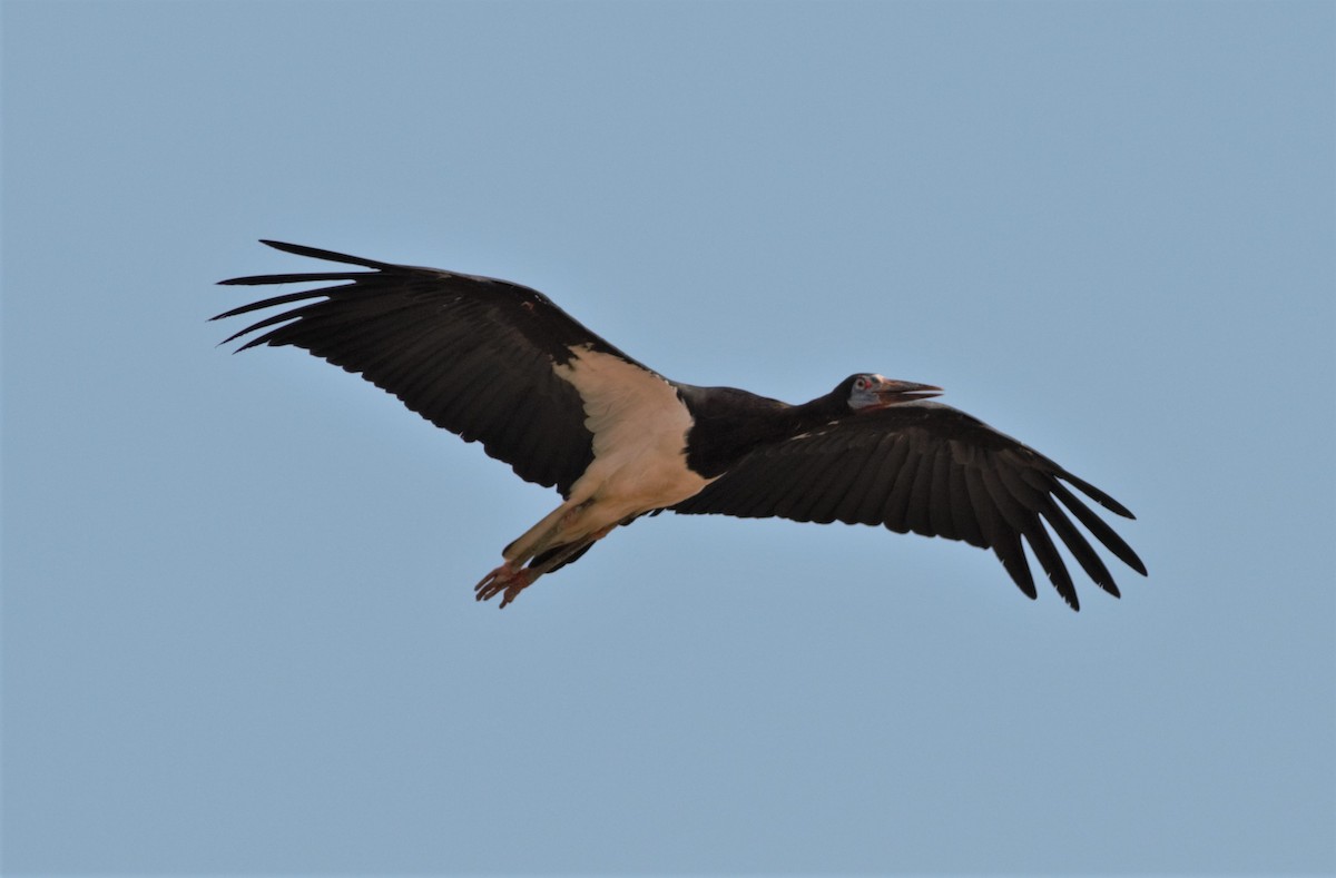 Abdim's Stork - Alexandre Hespanhol Leitão