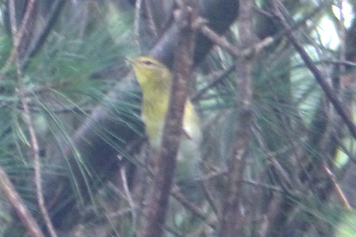 Blackpoll Warbler - ML116381251