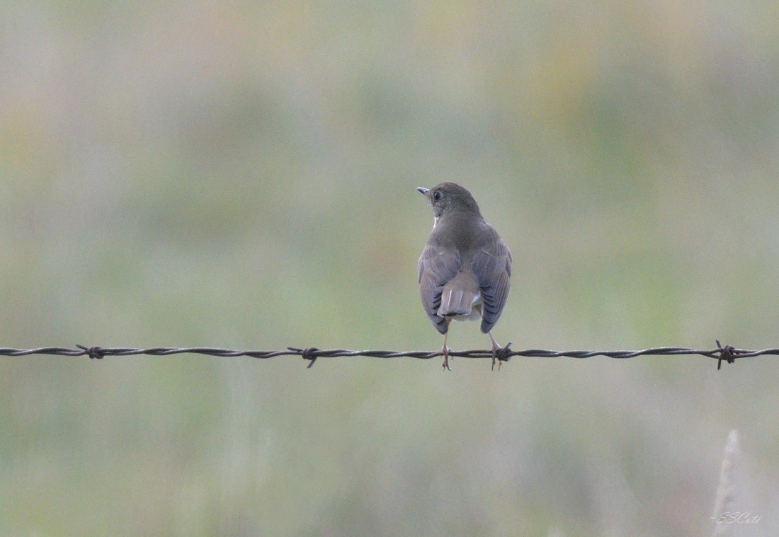 Gray-cheeked Thrush - Sandra Cote