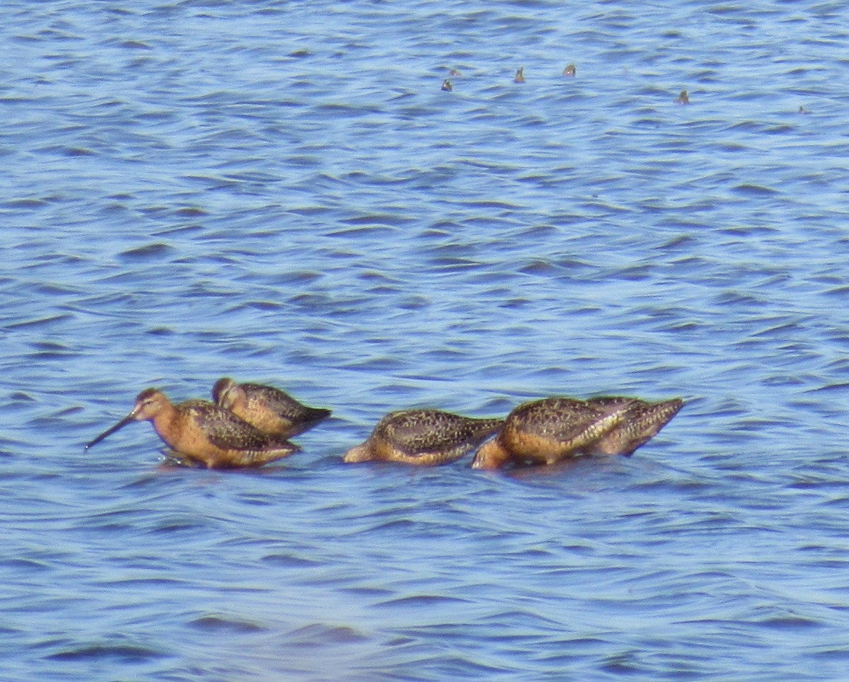 Short-billed Dowitcher - ML116384681