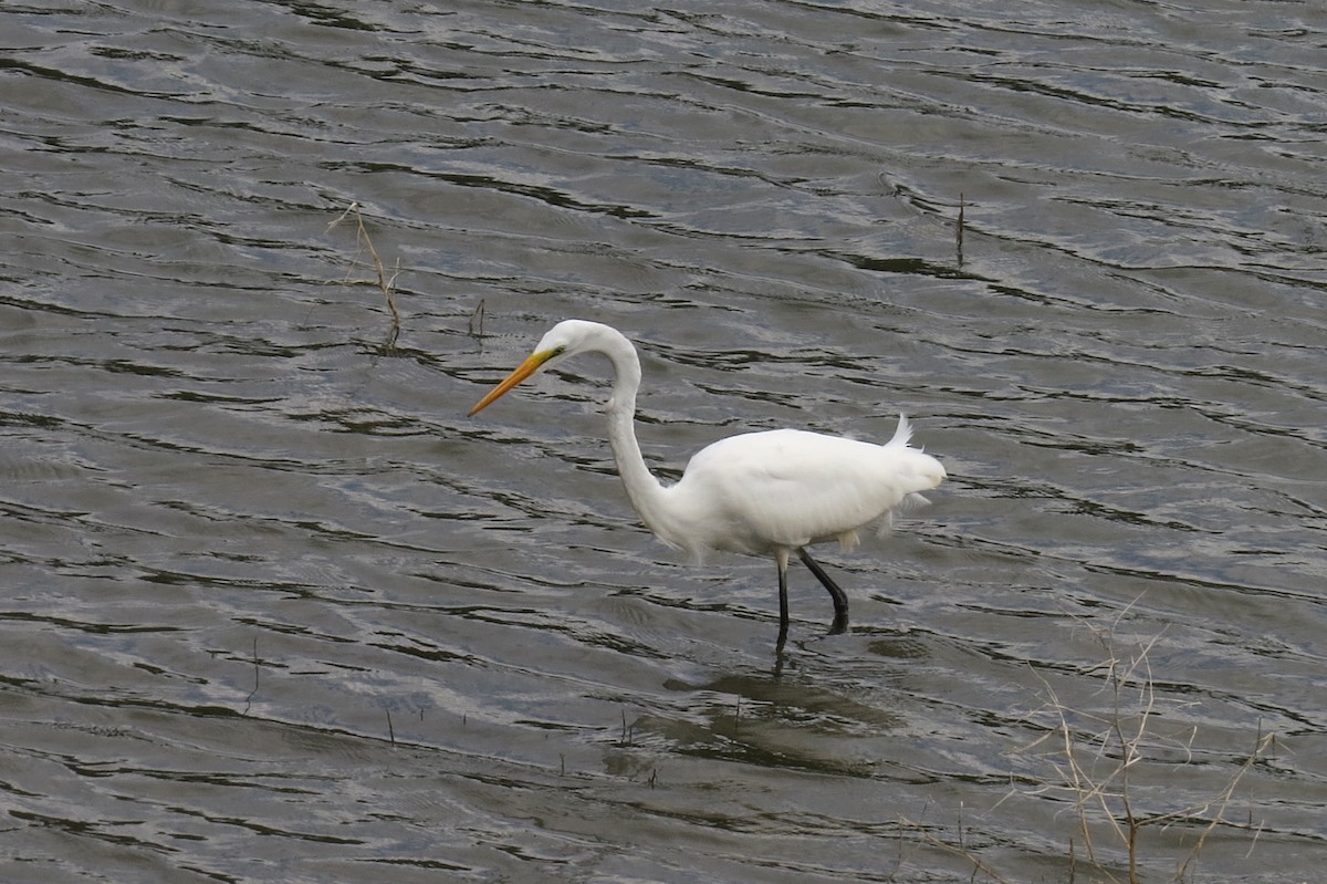 Great Egret - ML116384741