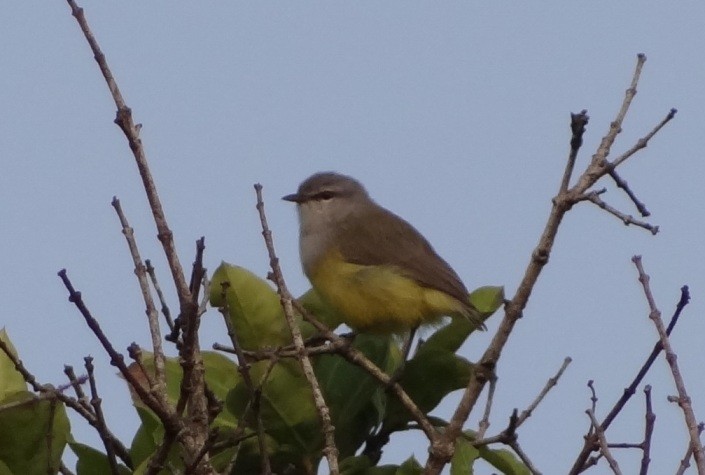 Yellow-bellied Eremomela (Salvadori's) - Marc Languy