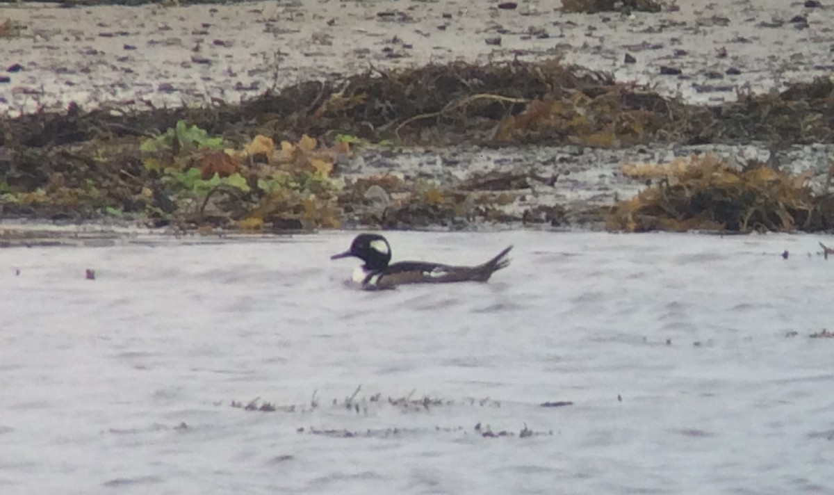 Hooded Merganser - ML116387411