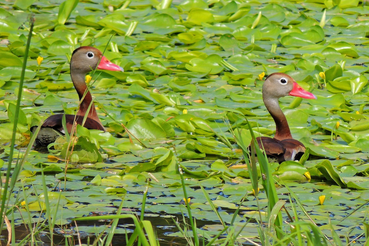 Black-bellied Whistling-Duck - ML116389601