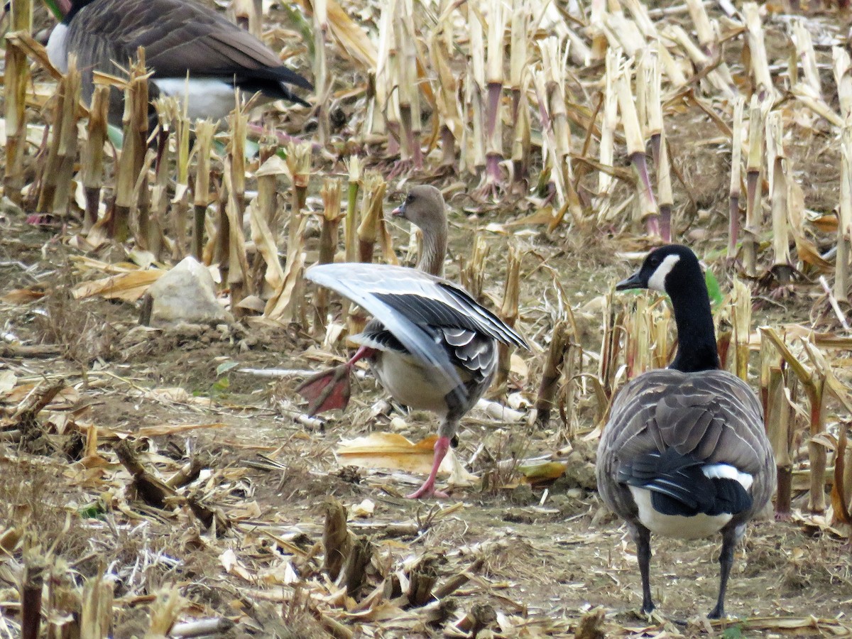 Pink-footed Goose - ML116391111