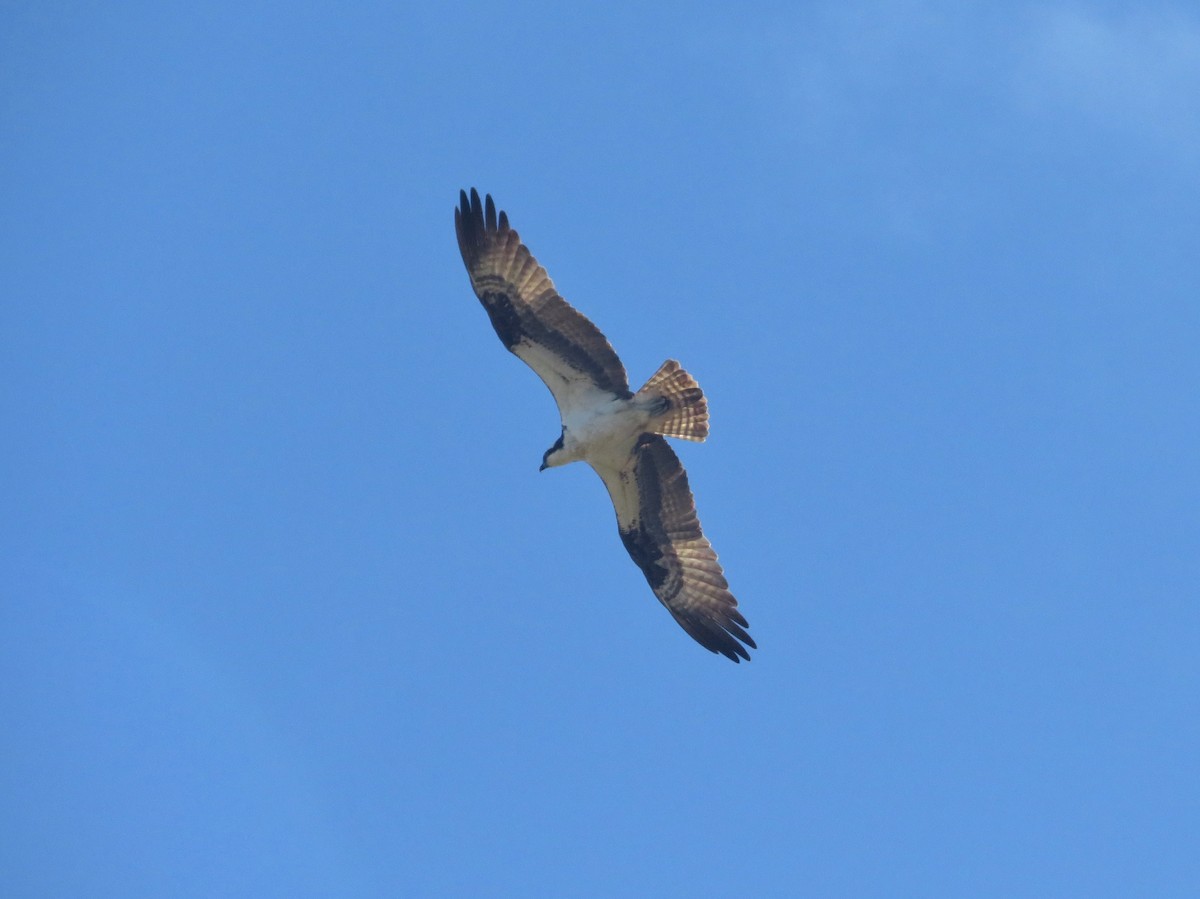 Águila Pescadora - ML116391921